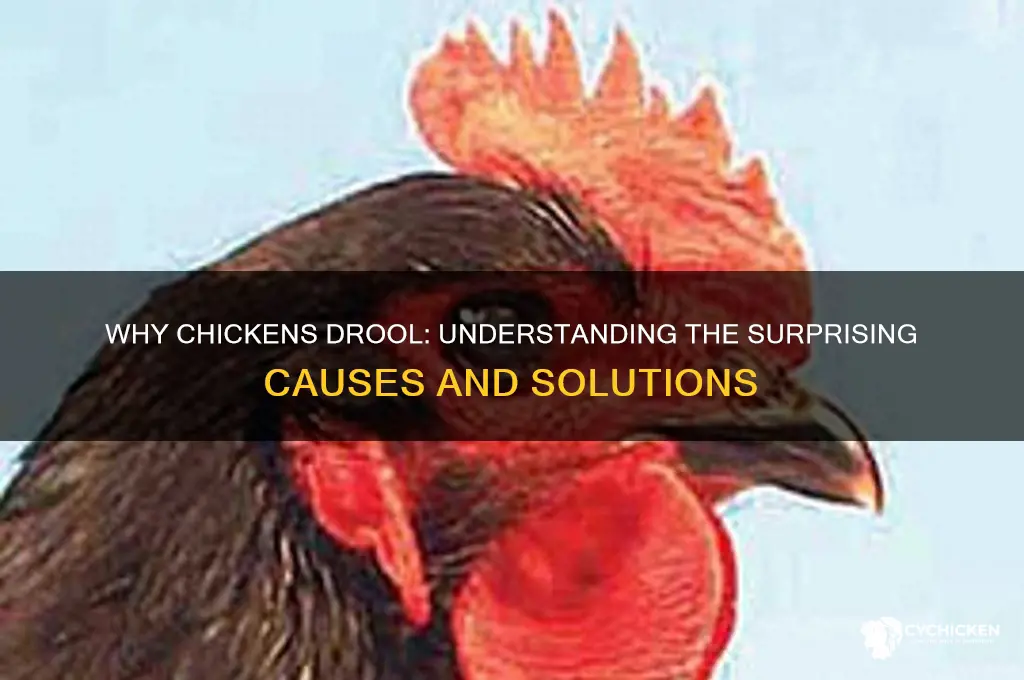 what causes a chicken to drool me