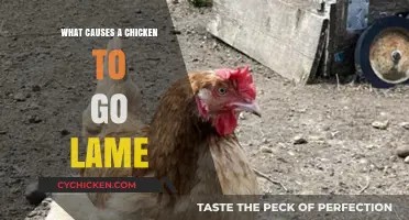 Understanding Lameness in Chickens: Causes and Prevention Tips