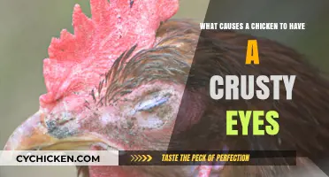 Crusty Eyes in Chickens: What's the Cause?