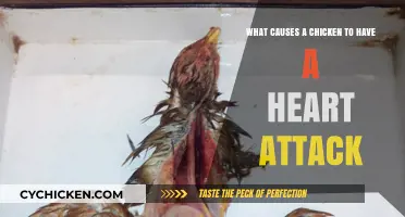 Heart Attacks in Chickens: What Triggers Them?
