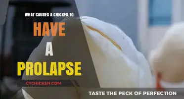 Understanding Vent Prolapse in Chickens: Causes and Prevention Tips