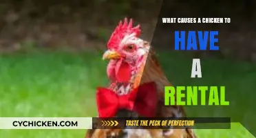 Understanding the Causes of Chicken Rental Issues: A Comprehensive Guide