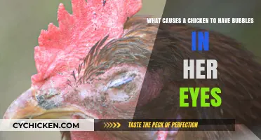 Eye Bubble Mystery: What's Wrong with My Chicken?