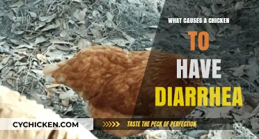 Understanding Chicken Diarrhea: Common Causes and Effective Solutions