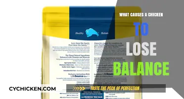 Why Chickens Lose Balance: Common Causes and Solutions Explained