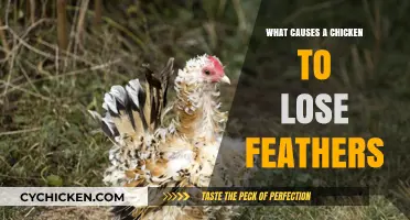 Understanding Feather Loss in Chickens: Causes and Solutions