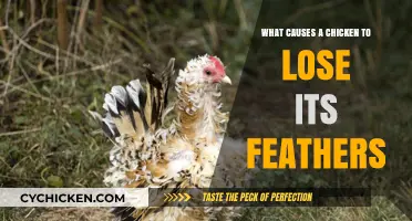 Understanding Feather Loss in Chickens: Causes and Solutions