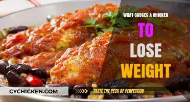 Understanding Sudden Weight Loss in Chickens: Causes and Solutions