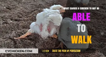 Understanding Paralysis in Chickens: Causes and Prevention