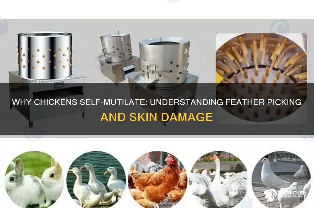 what causes a chicken to pick themselves raw