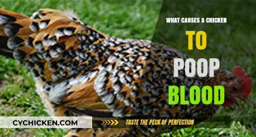 Why Chickens Poop Blood: Causes, Symptoms, and Treatment Options