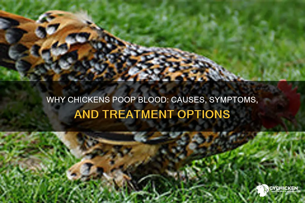 what causes a chicken to poop blood