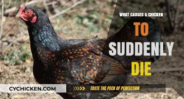 Sudden Chicken Death: Uncovering Common Causes and Prevention Tips