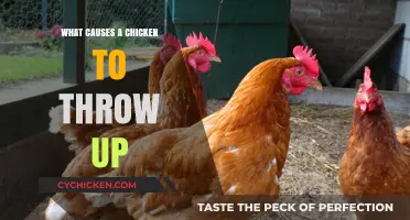 Why Chickens Vomit: Uncovering the Causes of Poultry Regurgitation