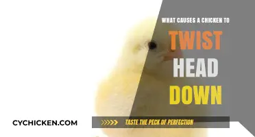 Why Chickens Twist Their Heads Down: Causes and Concerns Explained