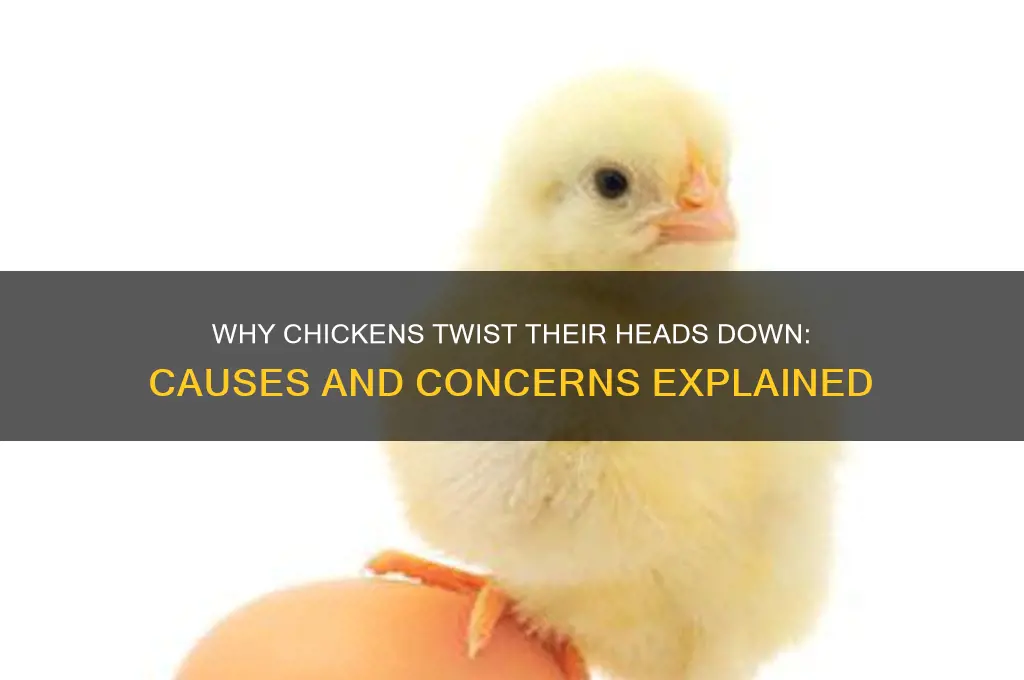 what causes a chicken to twist head down
