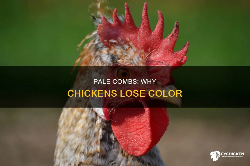 what causes a chicken