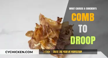 Why Chicken Combs Droop: Causes and Care Tips Explained