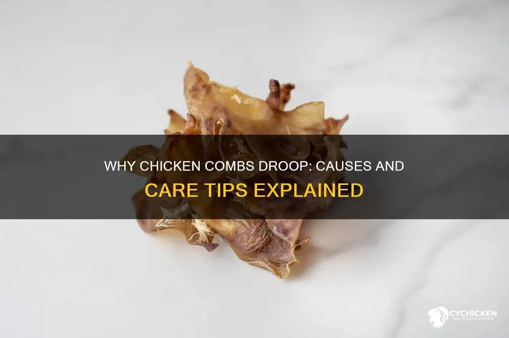 what causes a chicken