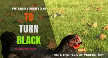 Why Do Chicken Combs Turn Black?