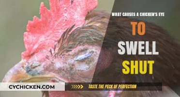 Why Do Chickens' Eyes Swell and Shut?