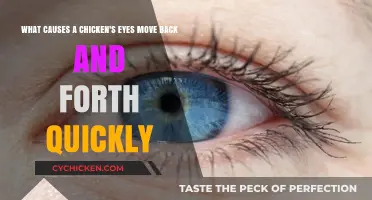 Chicken Eye Movement: What's Behind the Quick Back-and-Forth?