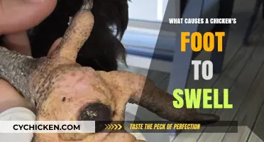 Understanding Swollen Chicken Feet: Causes, Symptoms, and Treatment Options