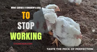 Chicken Leg Paralysis: Causes and Prevention
