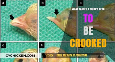 Crooked Beaks: Why Do Chick Beaks Grow Crooked?