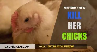 Understanding Why Hens Kill Their Chicks: Causes and Prevention Tips
