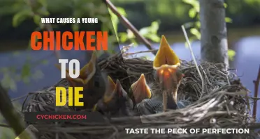 Understanding Sudden Chick Deaths: Common Causes and Prevention Tips
