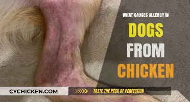 Why Chicken Triggers Allergies in Dogs: Causes and Solutions