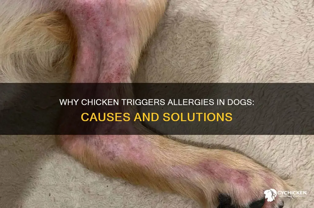 what causes allergy in dogs from chicken