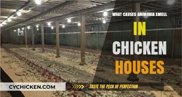 Understanding Ammonia Odor Sources in Poultry Housing Environments