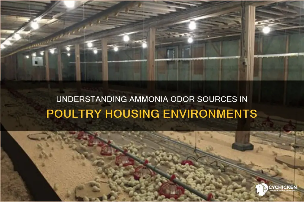 what causes ammonia smell in chicken houses