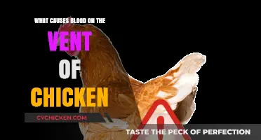 Understanding Blood on Chicken Vent: Causes and Solutions Explained