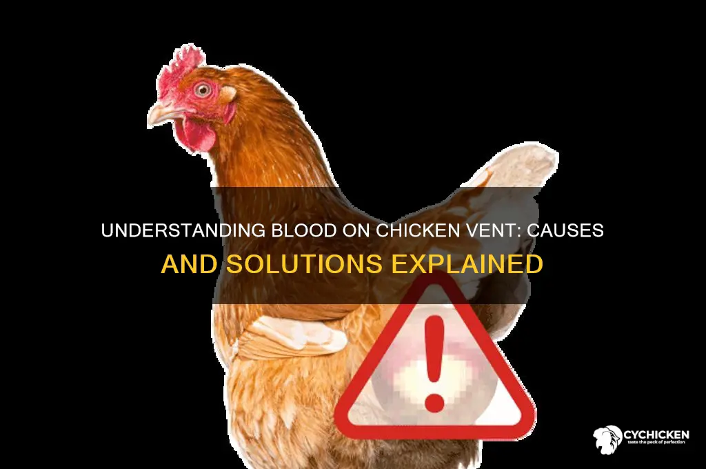 what causes blood on the vent of chicken