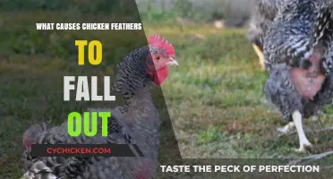 Why Chicken Feathers Fall Out: Common Causes and Solutions