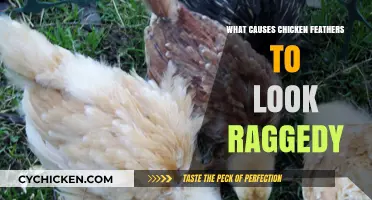Why Chicken Feathers Look Raggedy: Causes and Solutions Explained