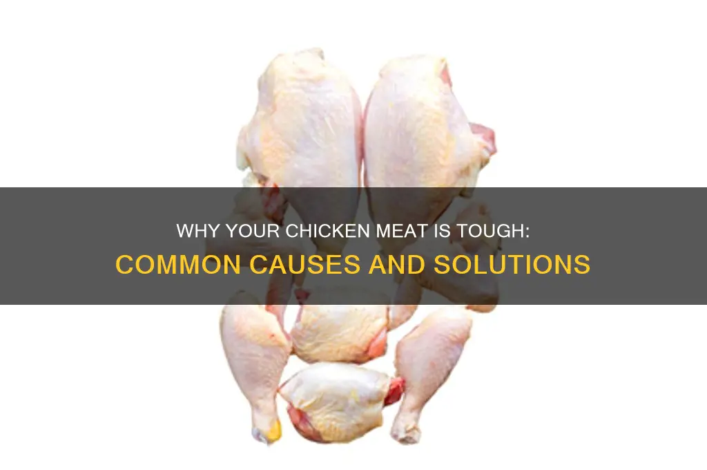 what causes chicken meat to be tough