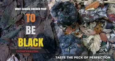 Why Chicken Poop Turns Black: Causes and Solutions Explained