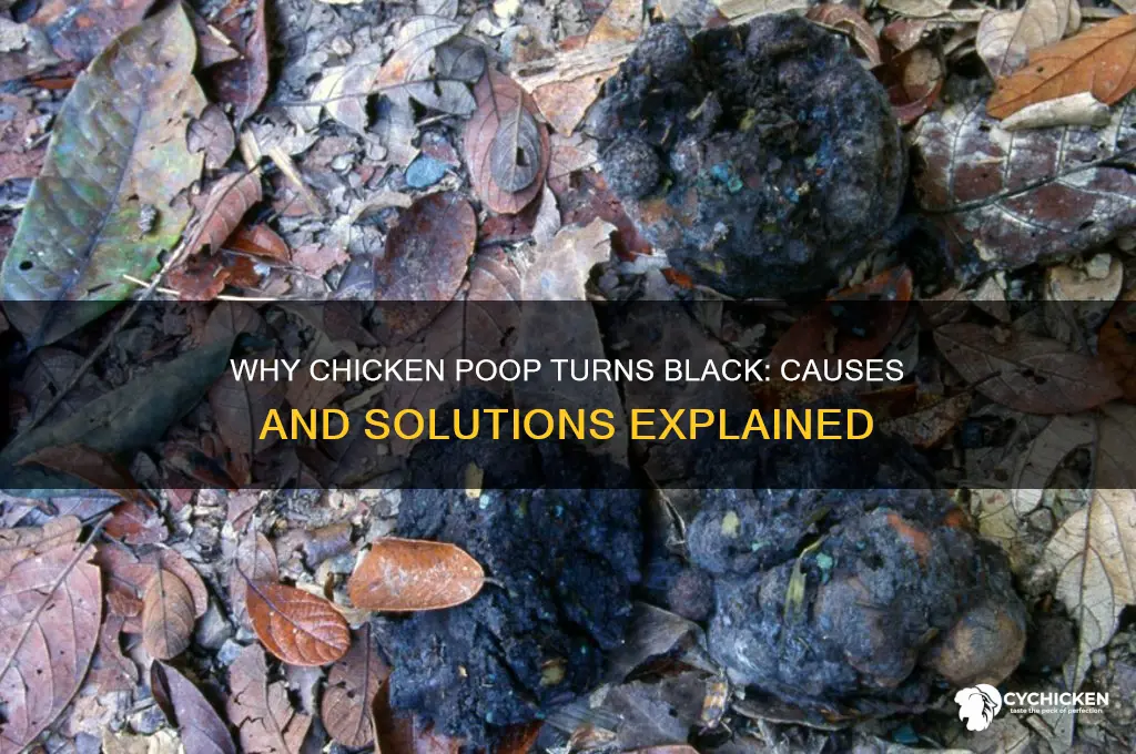 what causes chicken poop to be black