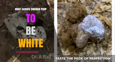 Why Chicken Poop Turns White: Causes and Solutions Explained