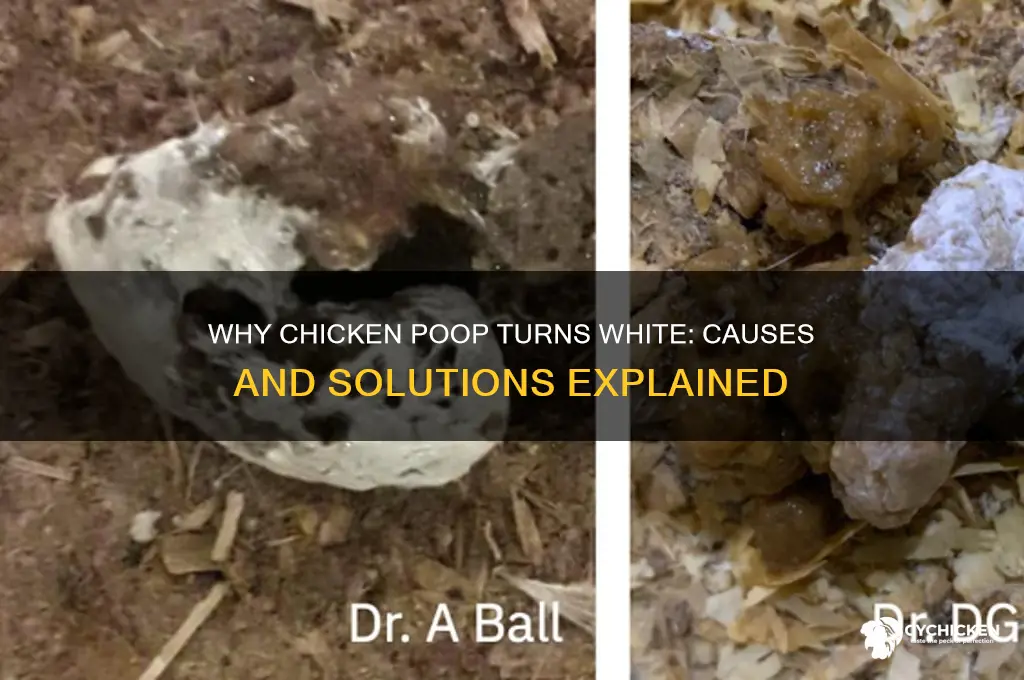 what causes chicken poop to be white