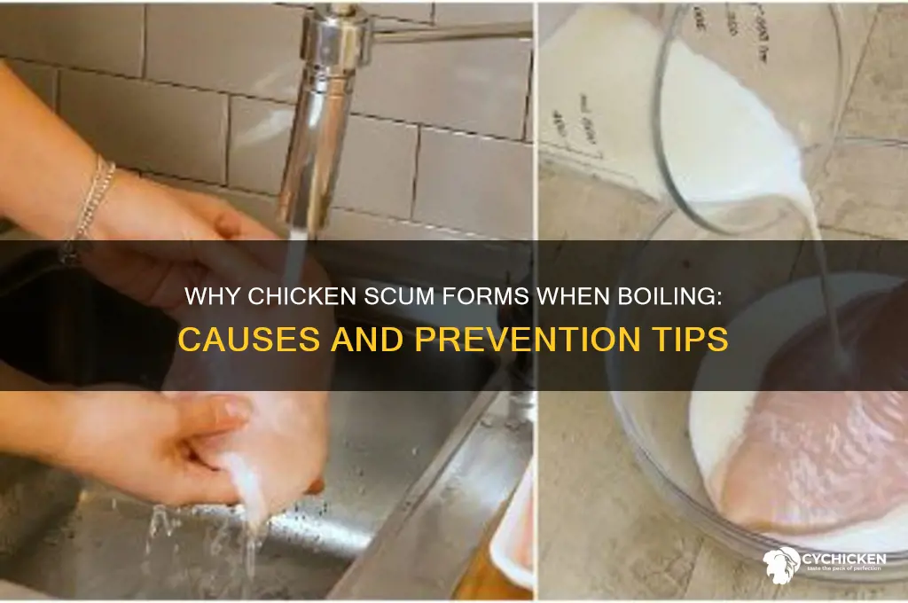 what causes chicken scum when you boil chicken