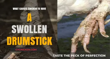 Understanding Swollen Chicken Drumsticks: Causes and Solutions for Poultry Health