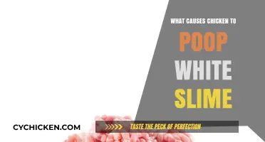Why Chickens Produce White Slime: Causes and Concerns Explained