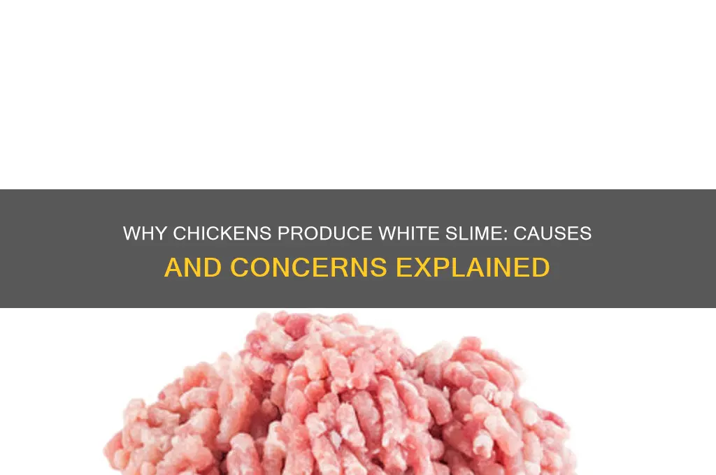 what causes chicken to poop white slime