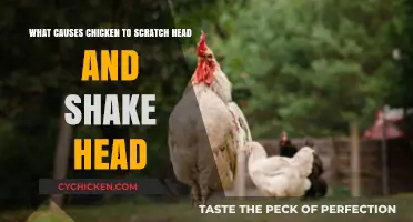 Why Do Chickens Scratch and Shake Their Heads?