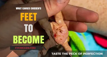 Understanding the Causes Behind Chicken's Feet Deformities and Changes